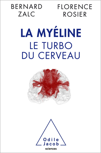 Myelin - Turbocharging The Brain